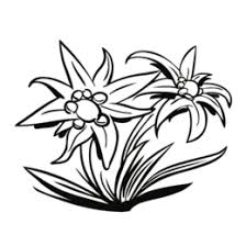 Edelweiss Clipart 28 Edelweiss Clip Art All clipart images are guaranteed to be free. edelweiss clipart 28 edelweiss clip art
