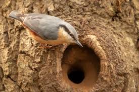 Birds That Make Nests Out Of Mud Pin En Animals