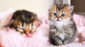 Favorite this post jul 12. Watch Baby Kitten Grow 0 4 Weeks Old Scottish Straight Longhair Black Golden Shaded Female Kitten Youtube