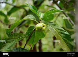 Image result for Morinda citrifolia