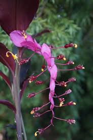 Image result for Globba