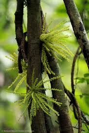 Image result for Pyrenacantha kirkii