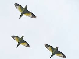 Image result for Vangueria proschii