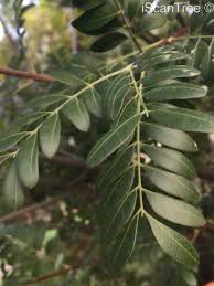 Image result for Ptaeroxylon obliquum