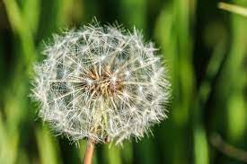 Dandelion Flower Photo By Matteo Rossi National Geographic Your Shot Flower Photos Dandelion Flower Flowers