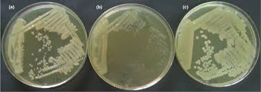 Image result for Pseudomonas syringae