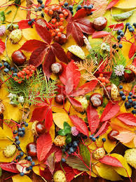 Fall pictures fall photos nature pictures beautiful world beautiful places beautiful pictures all nature amazing nature autumn photography. Beautiful Fall Background Stock Photo C Agfoto 8783733 Stockfresh