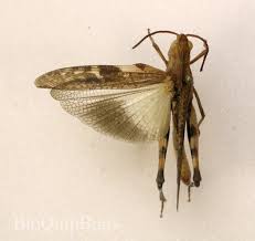 Image result for Dissotis caloneura