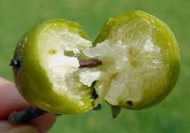 Image result for Diospyros gabunensis