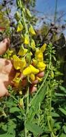 Image result for Crotalaria misella