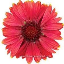 We did not find results for: Flowers That Start With G Flowers Name List