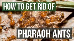 Make sure all food is securely sealed and your apartment has no crumb trails for ants to follow. How To Get Rid Of Pharaoh Ants 4 Easy Steps Youtube