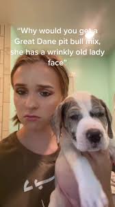 Great Dane Mixed Pitbull