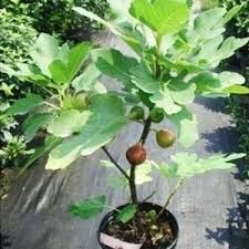 Siapkan pot dengan ukuran diameter 50cm dan tinggi sekitar 60cm. Tanaman Buah Dalam Pot Cara Menanam Tabulampot Produktif