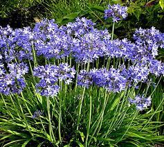 Plant Of The Month Blue Flowering Plants West Hawaii Today