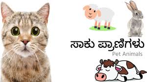 The following list includes bo. Pet Animal Names In Kannada Pet Animal Names With Pictures Youtube