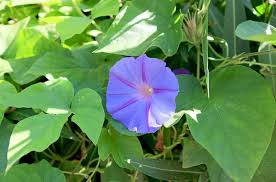 Image result for Ipomoea violacea