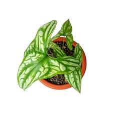 Image result for Cercestis