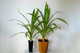 It has fragrant leaves which are used widely for flavouring in the. How To Grow Pandan In Temperate Climates Deep Green Permaculture