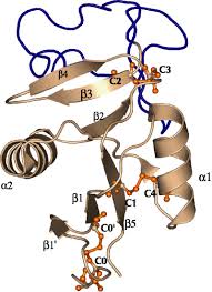 The C Type Lectin Like Domain Superfamily Zelensky 2005 The Febs Journal Wiley Online Library