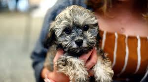 A poughkeepsie, ny 12523 rescue helping to find loving homes for dogs, cats. How To Adopt A Dog In Connecticut Prices Process