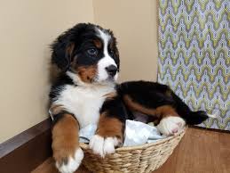 Bernese Mountain Dog Puppy Black And White Image Result For Bernese Mountain Dog Dogs Burnese Mountain Dog Bernese Mountain Dog Puppy