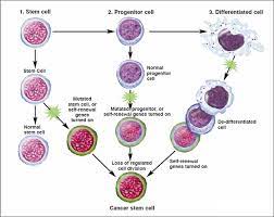 Are Stem Cells Involved In Cancer Stemcells Nih Gov