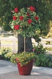Check spelling or type a new query. 9 Types Of Black Roses Black Rose Varieties Balcony Garden Web