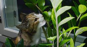 Einige pflanzen in wohnung, garten & balkon sind für katzen giftig und können für sie sehr gefährlich sein. Welche Pflanzen Sind Fur Ihre Katze Giftig