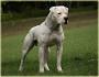 PuppyFind | American Bulldog Puppies for Sale