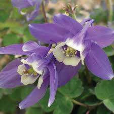 Plants and flowers start to grow on this day. Aquilegia Flabellata V Nana Dwarf Japanese Columbine High Country Gardens