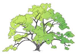 Comment Dessiner Un Arbre Comment Dessiner Un Arbre Dessin Arbre Dessin Feuille