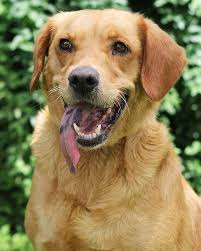 The golden retriever derives its 'retriever' name from its ability to retrieve shot game without any damage as a result of its soft mouth. Pet Posts Animal Defense League Golden Retriever Golden Retriever Labrador Mix Pets
