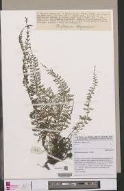 Image result for Microcharis remotiflora