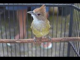 Cucak jenggot mini burung bersuara menakutkan bikin burung emosi. Burung Jenggot Mini Kalimantan Youtube