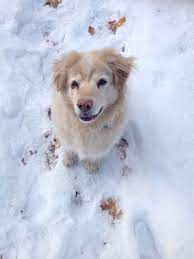 It is an attempt to take the best of two wonderful dogs. Are Golden Retriever Chow Mix Dogs Aggressive K9 Web