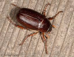 As a leading pest control company in kansas city, missouri, we work to rid customers of insects, rodents, and the like. May Beetles June Bugs Mdc Discover Nature