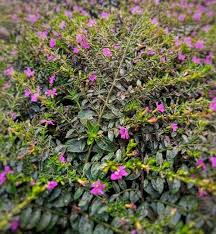 Image result for Cuphea hyssopifolia