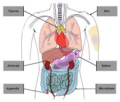 Pictures Of Organs In The Body Koibana Info Human Body Anatomy Human Body Diagram Body Diagram