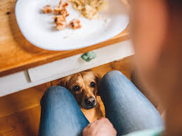Every time i make these i get asked for the recipe. Including Your Dog At Your Thanksgiving Meal What Fido Can And Can T Eat From The Dinner Table The Dog Guide San Antonio