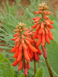 Image result for Erythrina zeyheri