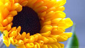Libera per usi commerciali attribuzione non richiesta. Z38 Sfondi Desktop Fiore Wallpapers Girasole Hd Flower Fiori Sfondodesktop Altervista Org Jpg Desktop Background