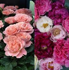 David austin roses make my heart sing, but they are seriously expensive and remember there is a limited supply of these beauties. Roses And Peonies In The Plant Off Mr Plant Geek