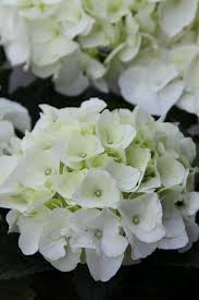 Hydrangea Macrophylla Weisse Hortensie Hydrangea Macrophylla Blumengeschaft Hortensien