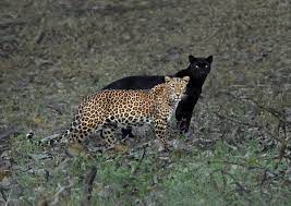 I read an article saying that. Rare Black Panther Shadows His Leopard Mate In Incredible Shot By Photographer Mithun H Colossal