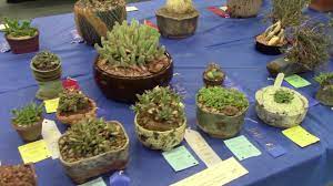 My cacti and succulent may 2018 update. San Diego Cactus Succulent Society 2018 Summer Show Sale Youtube
