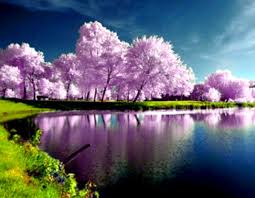 Download, share and comment wallpapers you like. Free Download High Resolution Desktop Background Nature Wallpapers 1080p 931x721 For Your Desktop Mobile Tablet Explore 63 Desktop Background Pics Wallpaper Pics Pics Wallpaper Background Pics