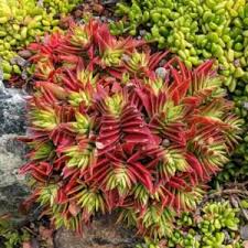 Image result for Crassula rhodesica