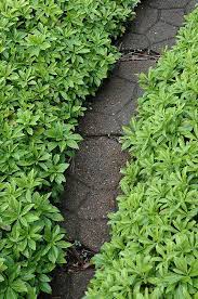 Green Carpet Japanese Spurge Pachysandra Terminalis Green Carpet At Oakland Nurseries Inc Ground Cover Green Carpet Ground Cover Plants