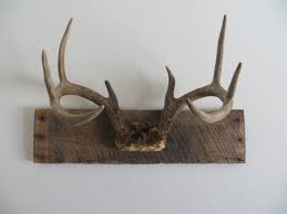 The kits contain quality materials to complete your antler mounts! Rustic Vintage White Tail Deer Antler Mount Antler Mount Ideas Antler Mount Deer Antler Mount Ideas